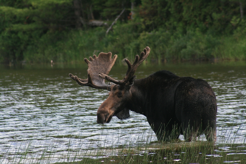 Moose