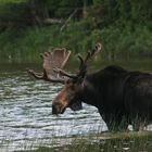 Moose