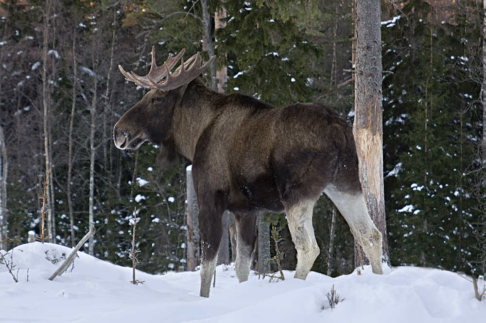 Moose