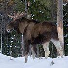 Moose