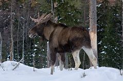 Moose