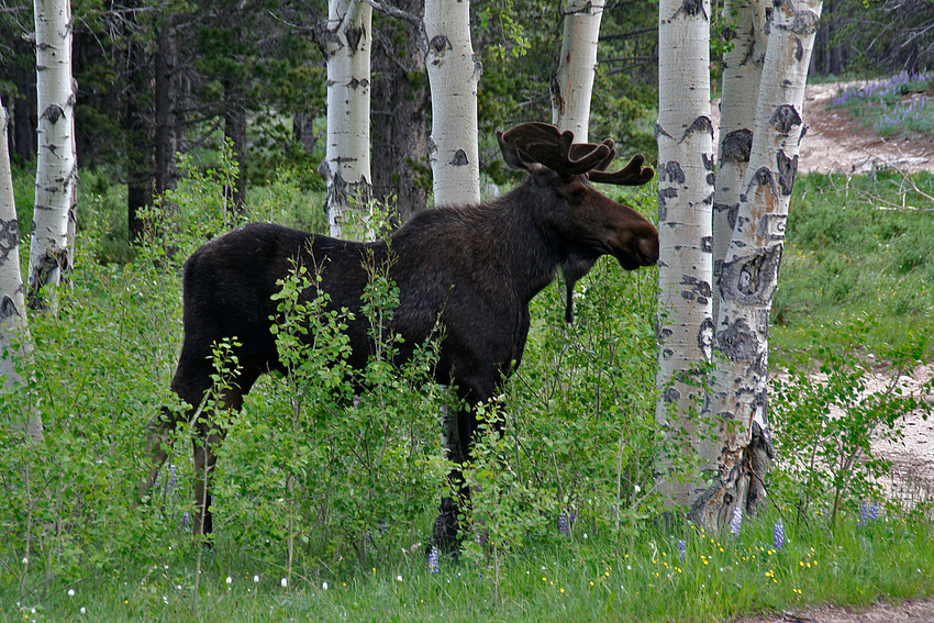 Moose