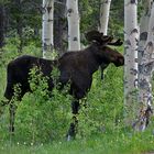 Moose