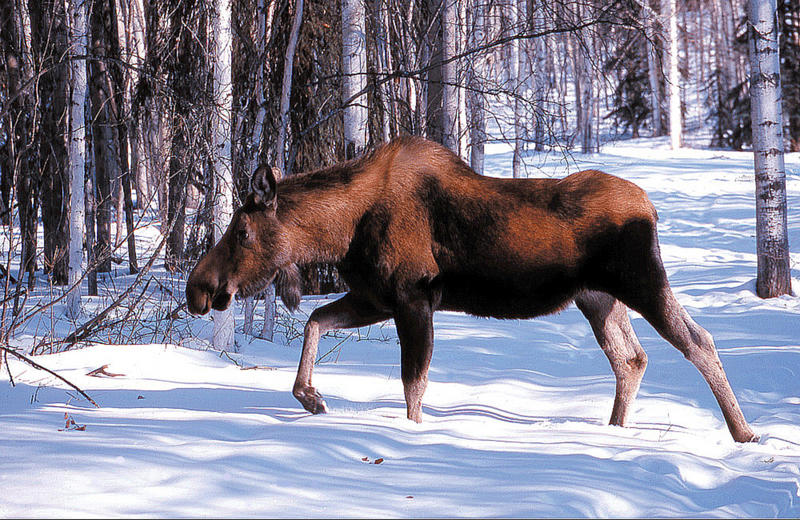 Moose Alaska