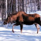 Moose Alaska