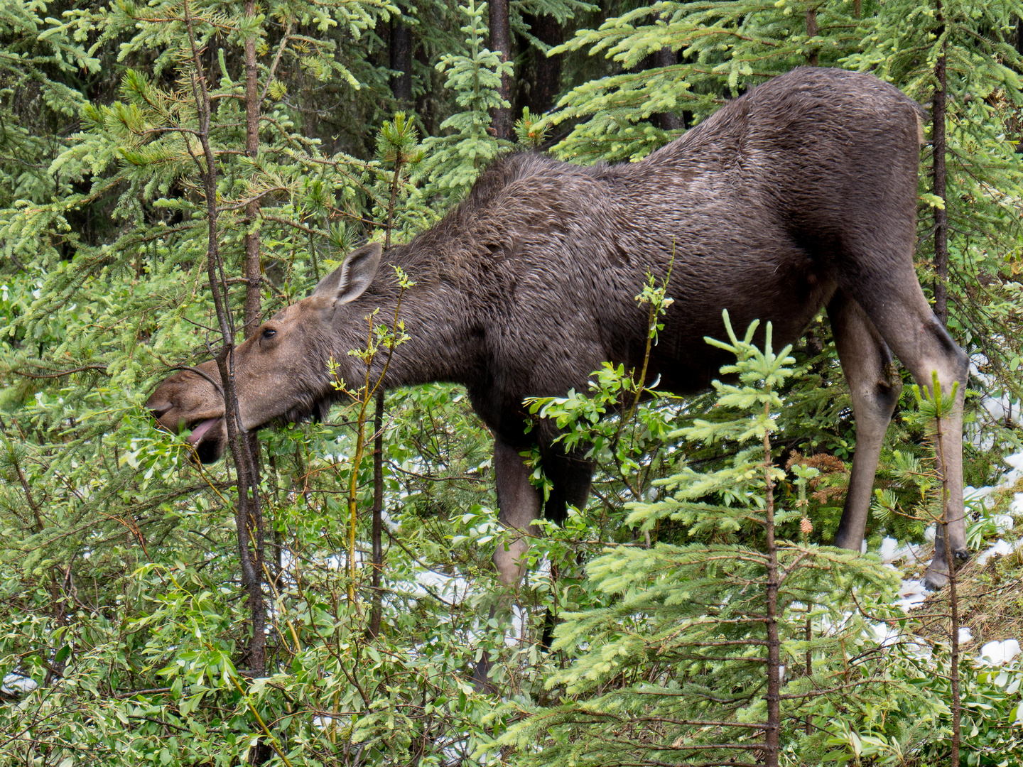 Moose