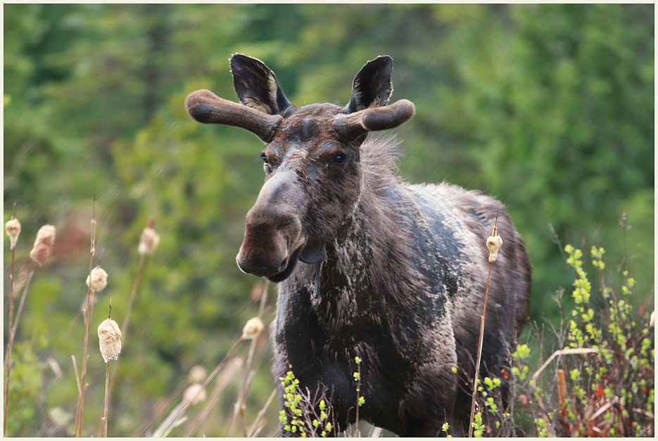 Moose Count +1