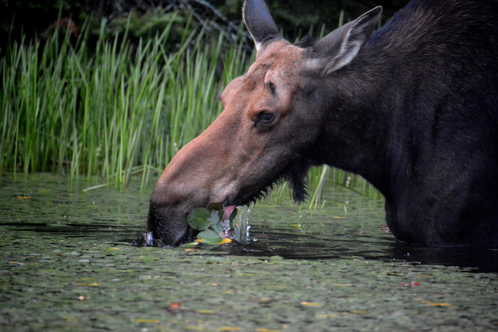 Moose Cow bei Ihrer Lieblingsspeise