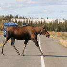 Moose Crossing