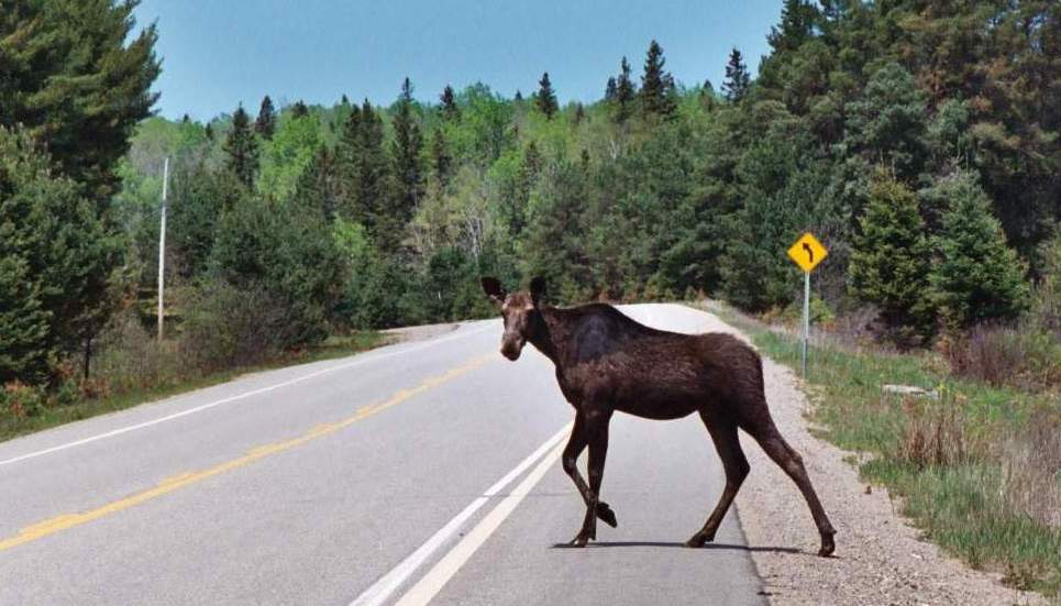 Moose Crossing..