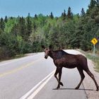 Moose Crossing..