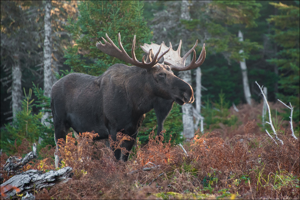 [ Moose ]