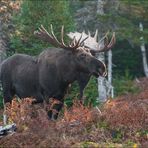 [ Moose ]