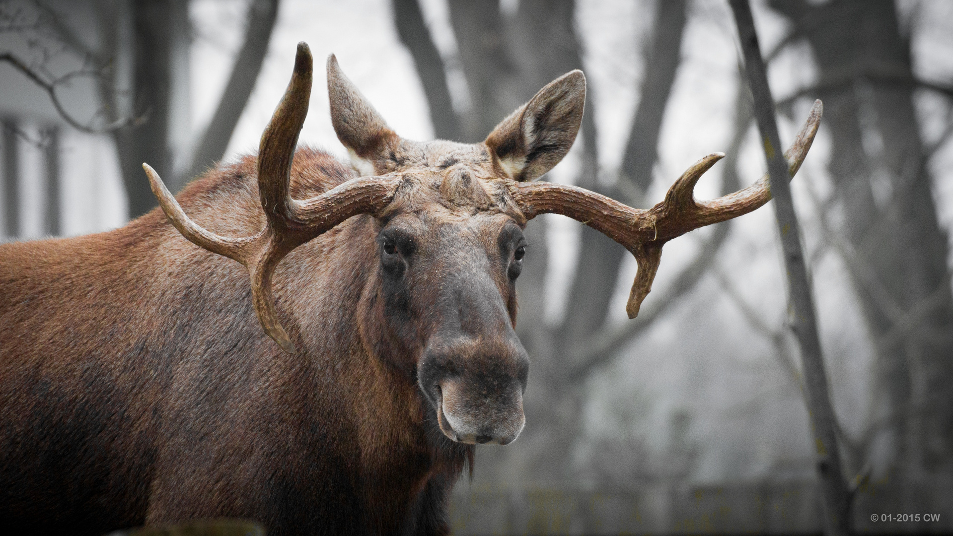 moose deer