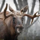 moose deer