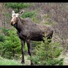 Moose der Dritte