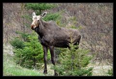 Moose der Dritte