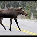 Moose der Letzte