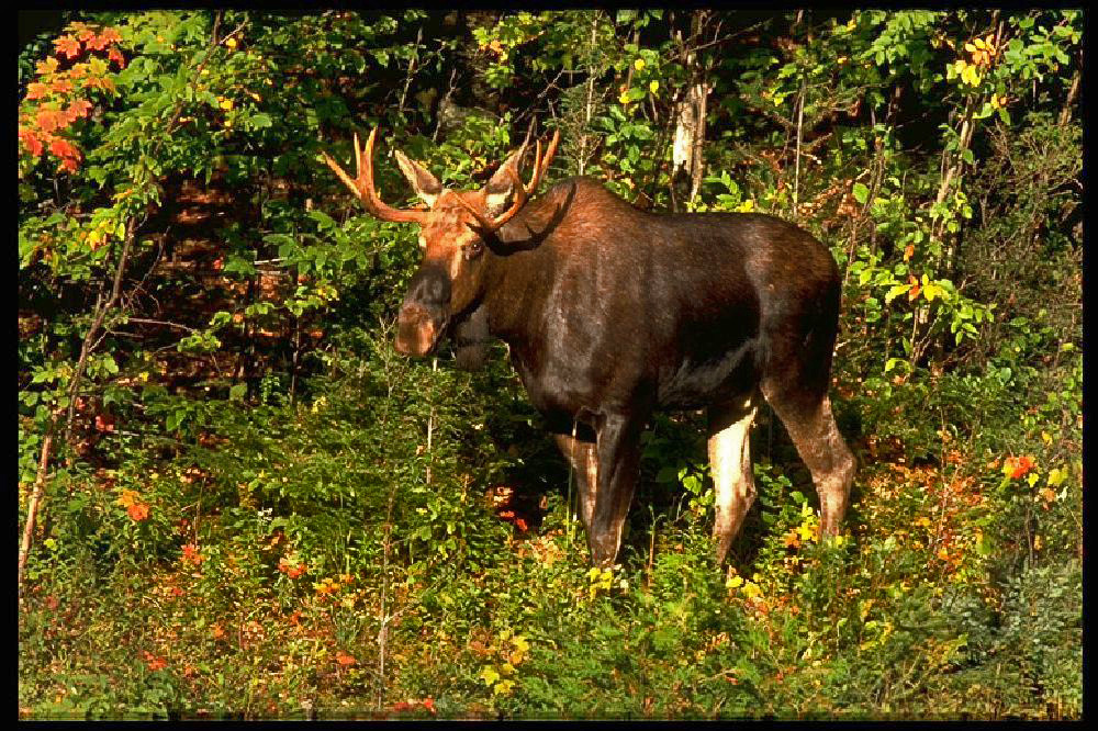 Moose