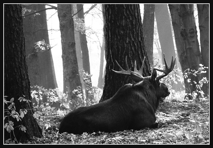 Moose (Elch)