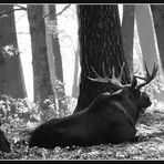 Moose (Elch)