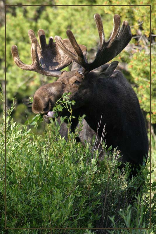 Moose, Grand Teton N.P.