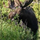 Moose, Grand Teton N.P.