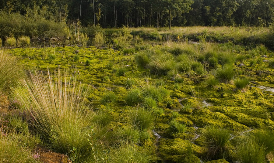 Moose im Hochmoor - Emsdettener Venn