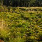 Moose im Hochmoor - Emsdettener Venn