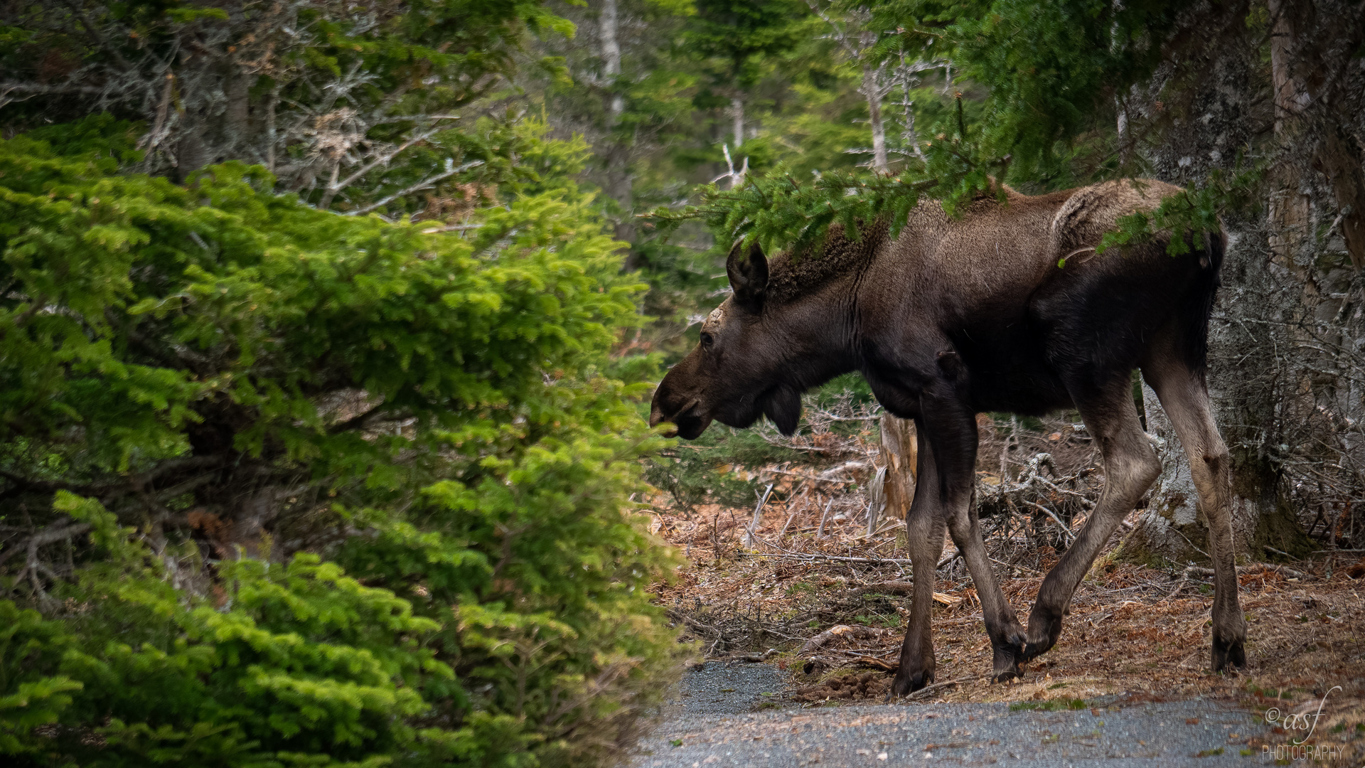 Moose in Nova Scotia