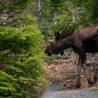 Moose in Nova Scotia