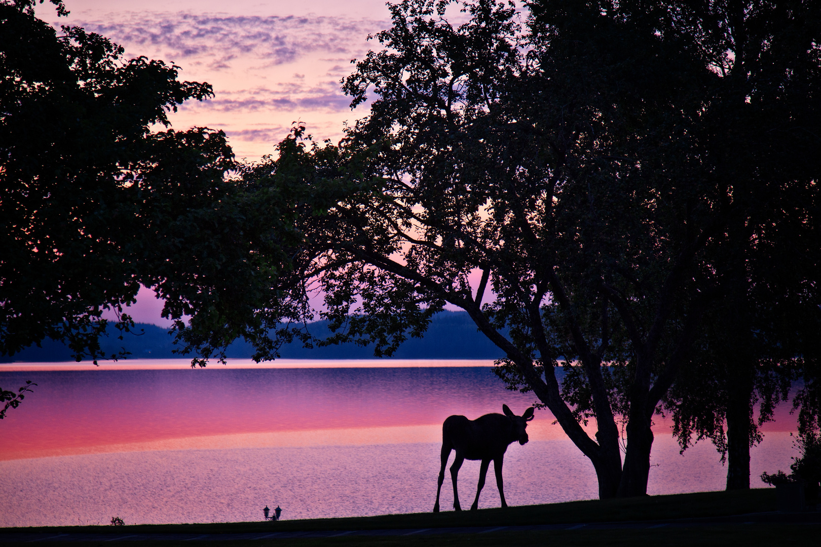 Moose in pink