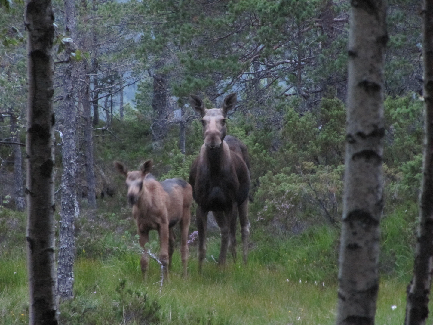 moose into the wild