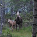 moose into the wild