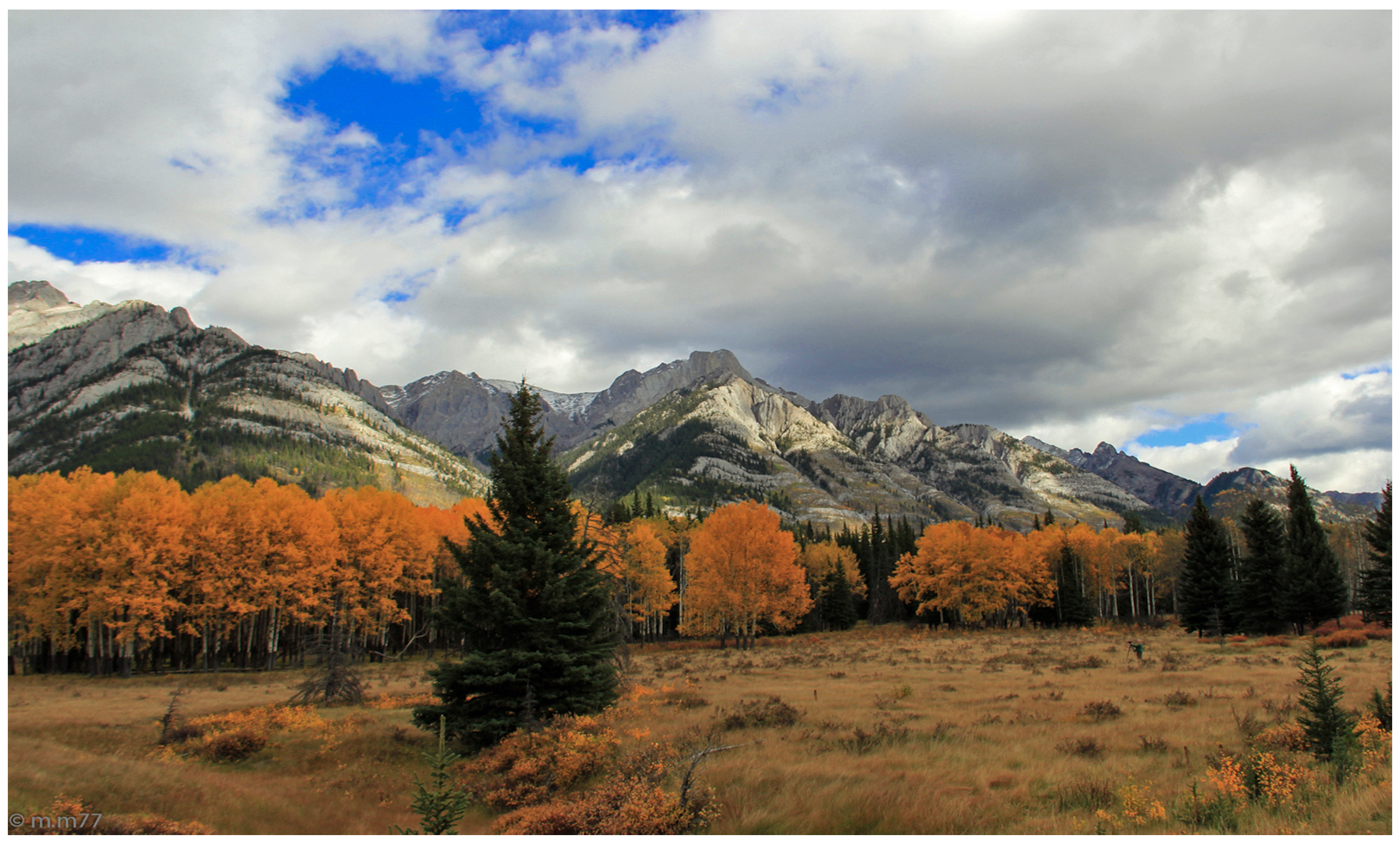 moose meadows