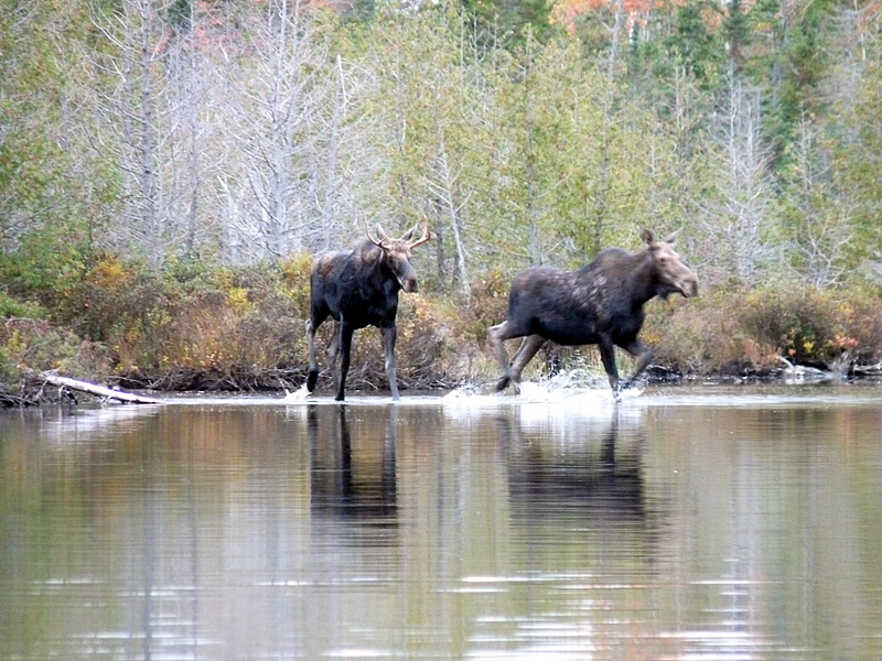 Moose Meeting