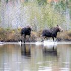 Moose Meeting