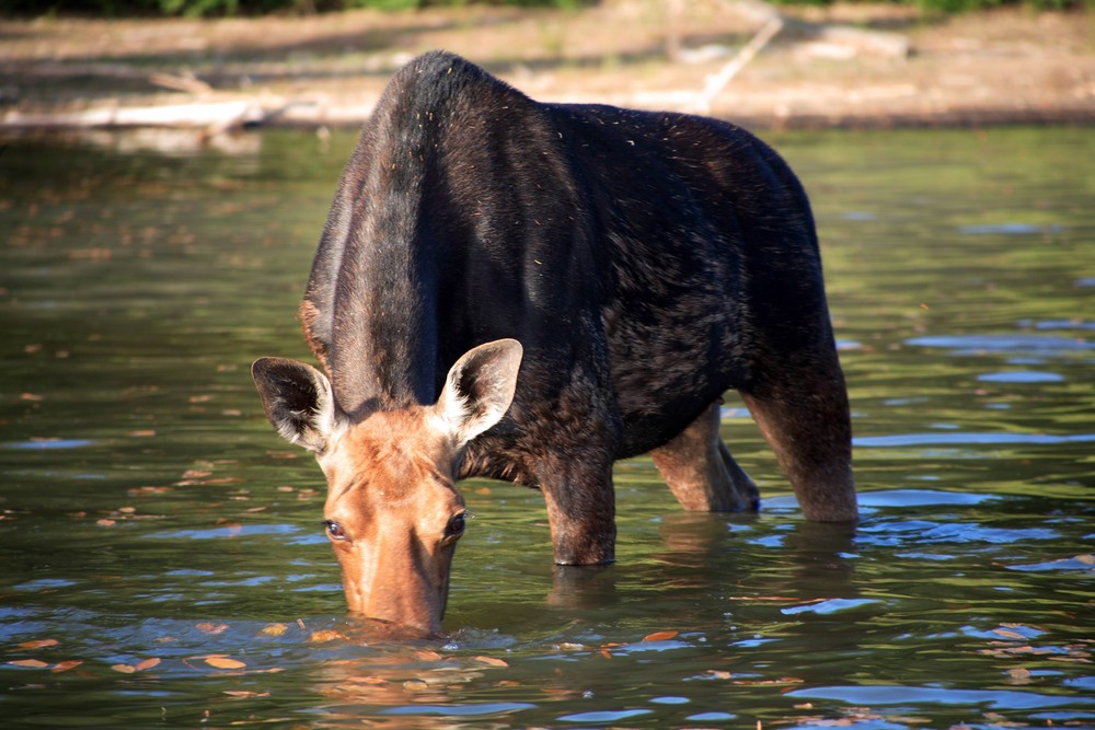 Moose On Isle Royale