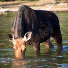 Moose On Isle Royale