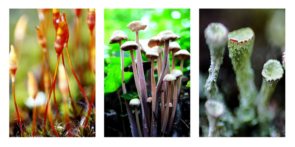 Moose, Pilze und Sporen im Detail Foto & Bild pflanzen, pilze