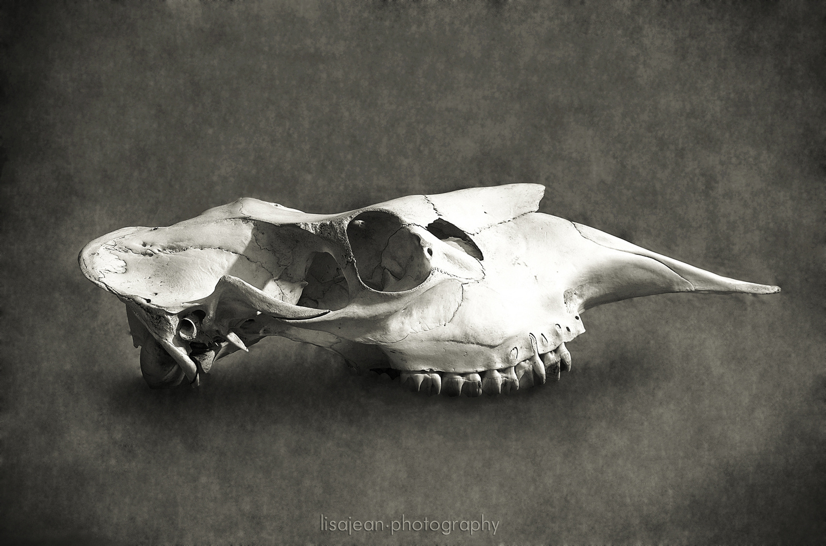 Moose skull