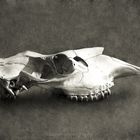 Moose skull