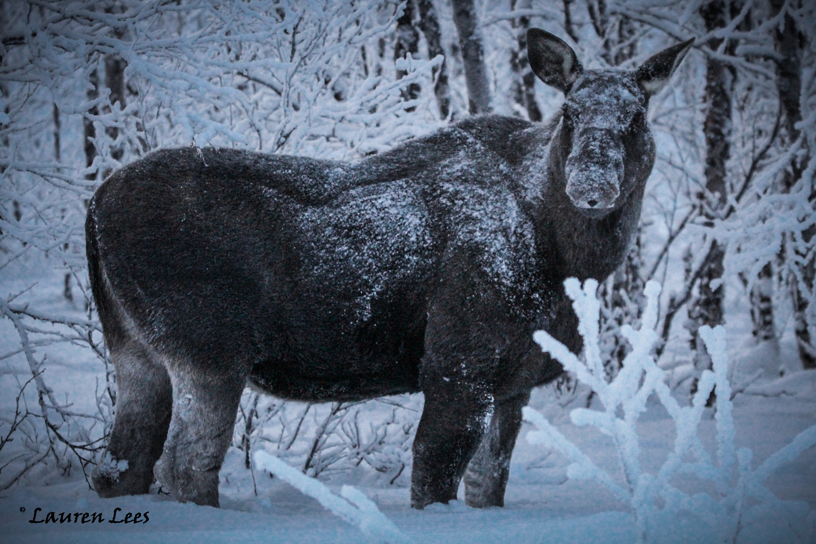 moose // swedisch lapland