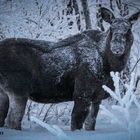 moose // swedisch lapland