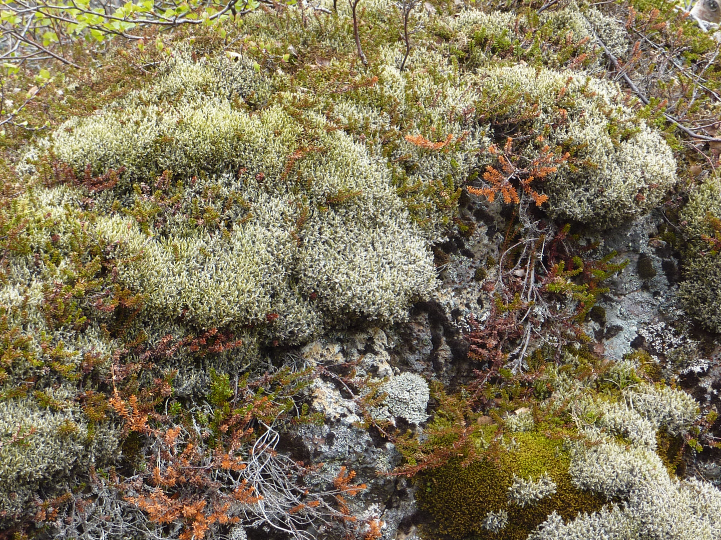 Moose und Flechten in Island