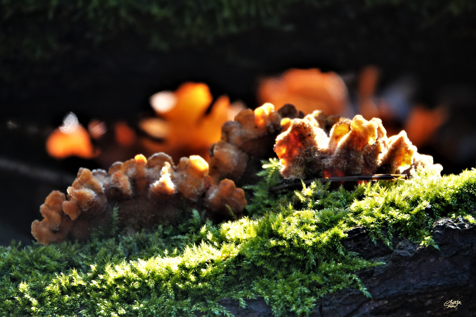 Moose und Pilze im Sonnenlicht