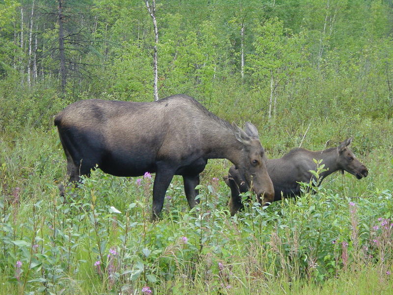 Moose with calf