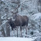 Moose with calf