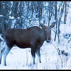 Moose1