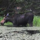 MooseCow in Algonquin Park